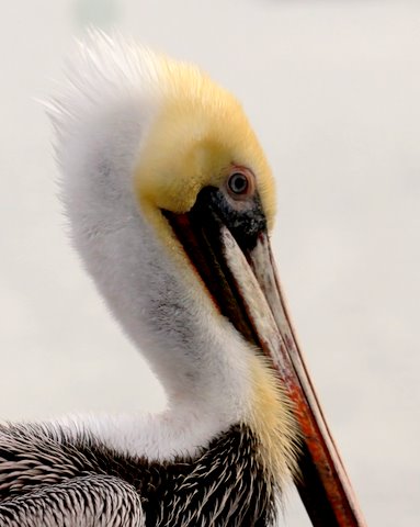 Pelican